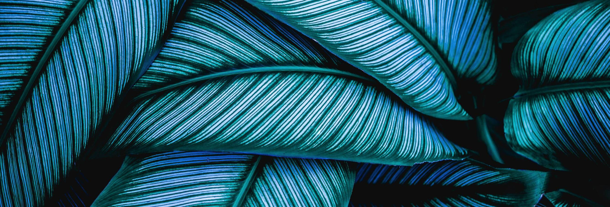 Sustainability Banner